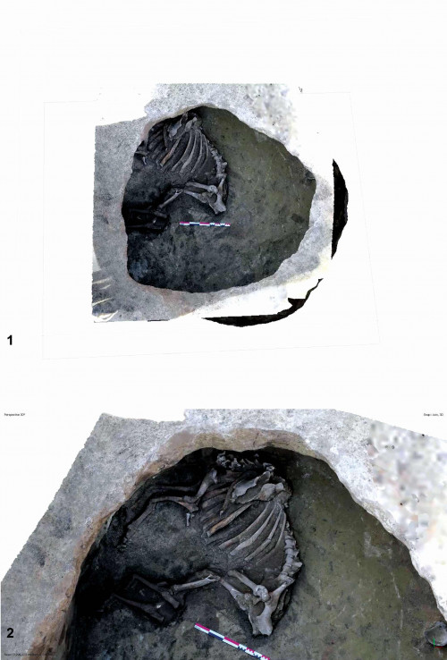 Fig. 10. 1-2. Costești-Cier/Lângă Școală. Detaliu cu depunerea femelei de Bos taurus în complexul Cx 07/Gr. 22 din S IV/2021 (foto R. Bruchi) 