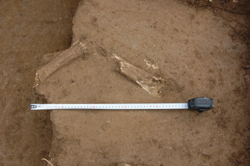 Fig. 3. Tibiscum. Fragmente de oase umane descoperite in situ.